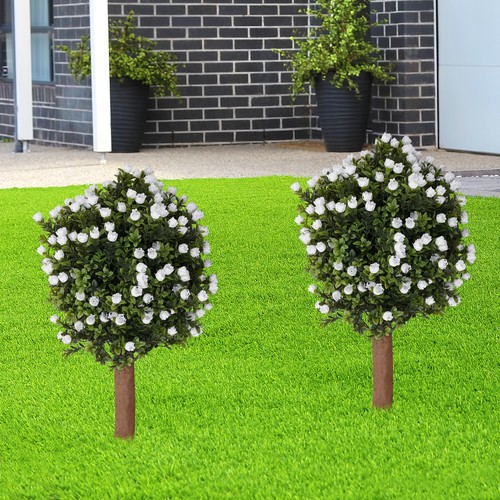 2pcs alberi ginkgo - alberi, di